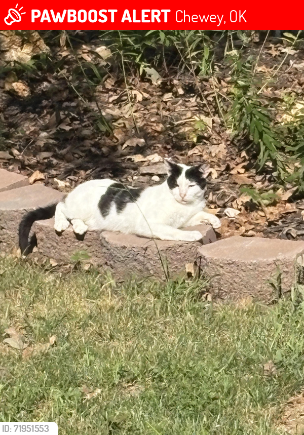 Lost Male Cat last seen Flint Ridge Resort, Kansas OK, Chewey, OK 74347