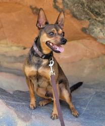 Lost Male Dog last seen Marina blvd. / Hannah st., Stockton, CA 95204