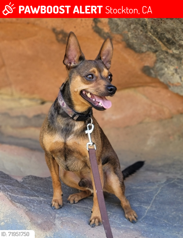 Lost Male Dog last seen Marina blvd. / Hannah st., Stockton, CA 95204
