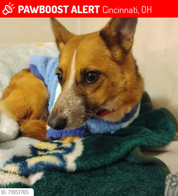 Lost Female Dog last seen Tranquility Trails, Cincinnati, OH 45246