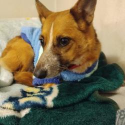 Lost Female Dog last seen Tranquility Trails, Cincinnati, OH 45246