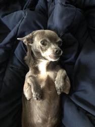 Lost Female Dog last seen Airline & Gollihar, Corpus Christi, TX 78412