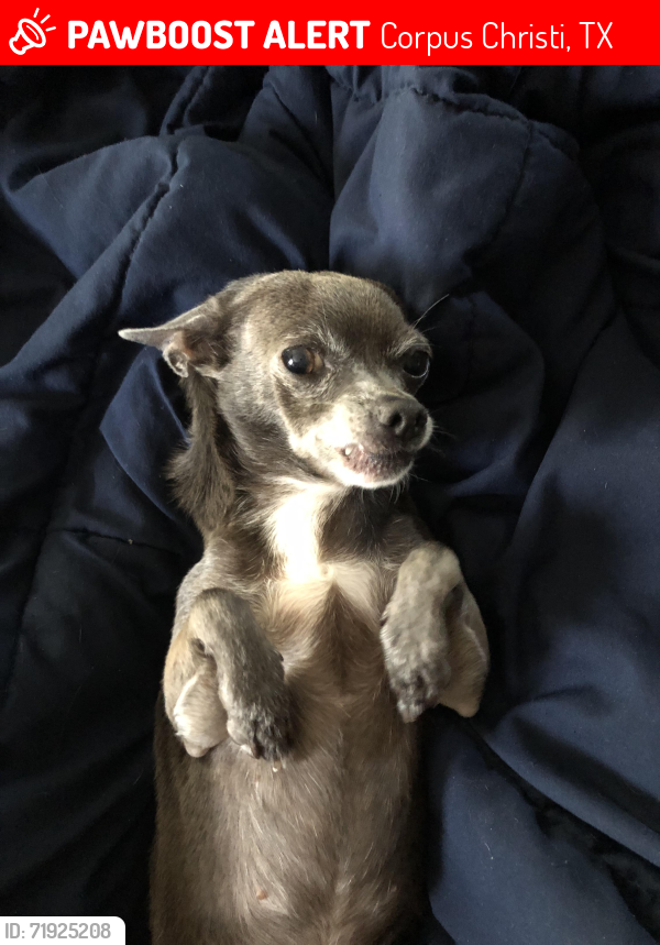 Lost Female Dog last seen Airline & Gollihar, Corpus Christi, TX 78412