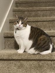 Lost Female Cat last seen NW 183rd Ave, Washington County, OR 97229