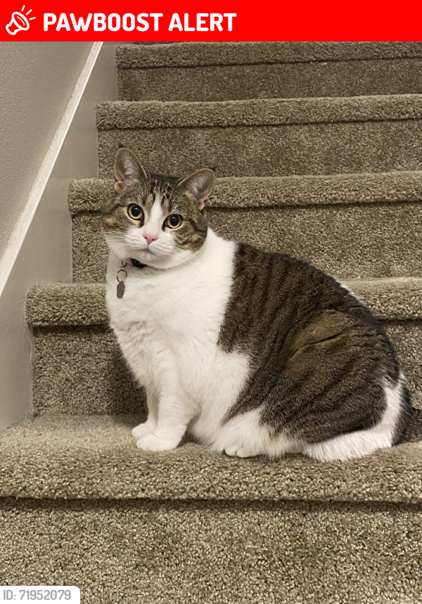 Lost Female Cat last seen NW 183rd Ave, Washington County, OR 97229