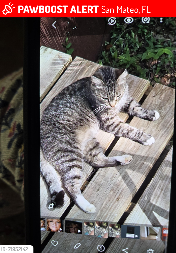 Lost Female Cat last seen North Boundry Road , San Mateo, FL 32187