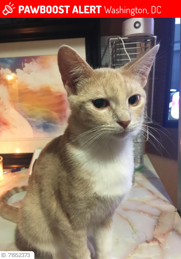 Lost Male Cat last seen Emerson &Gallatin  St. NE, Washington, DC 20017