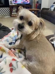 Lost Male Dog last seen Green Canyon & Ohare dr, Mesquite, TX 75150