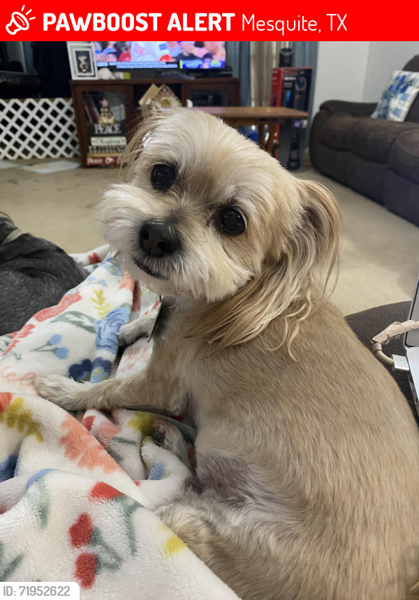 Lost Male Dog last seen Green Canyon & Ohare dr, Mesquite, TX 75150
