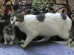 Lost Female Cat last seen West Blvd., Mecklenburg County, NC 28208