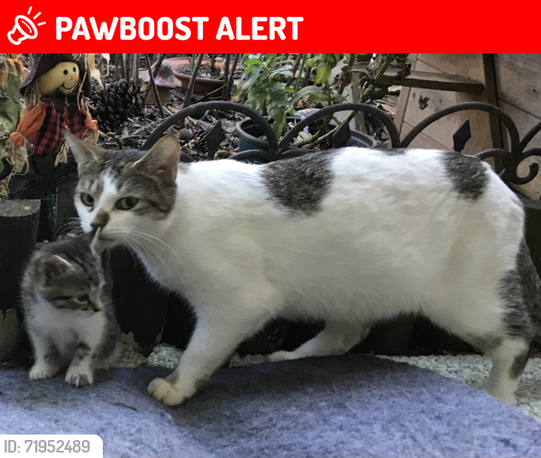 Lost Female Cat last seen West Blvd., Mecklenburg County, NC 28208