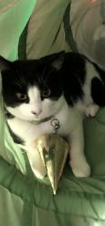 Lost Male Cat last seen Everett Crescent & Duthie Avenue, Burnaby, BC V5A 2N6