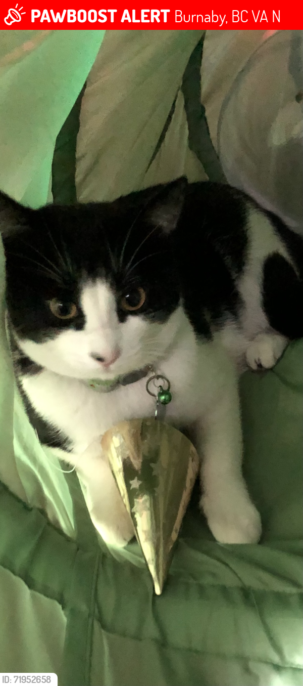 Lost Male Cat last seen Everett Crescent & Duthie Avenue, Burnaby, BC V5A 2N6