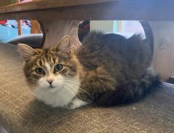 Lost Female Cat last seen Villa Maria and Shirewood, Bryan, TX 77807