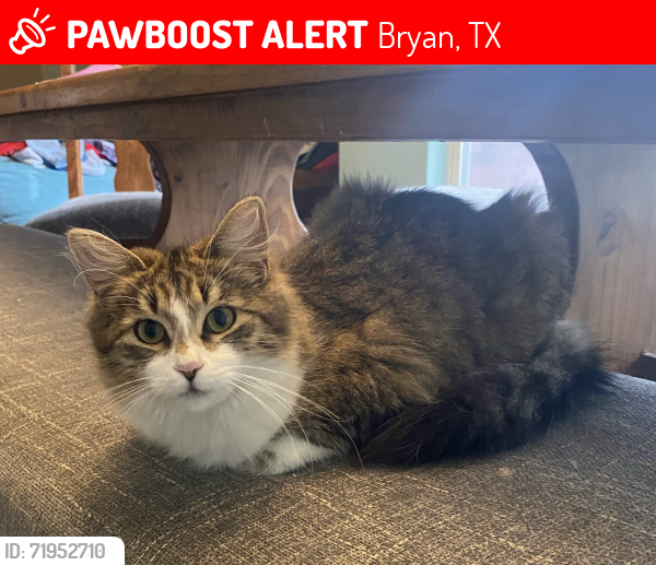 Lost Female Cat last seen Villa Maria and Shirewood, Bryan, TX 77807