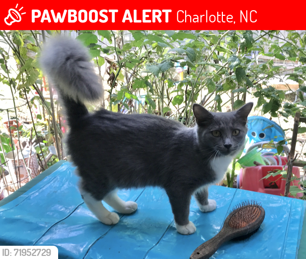 Lost Female Cat last seen West Blvd., Charlotte, NC 28208