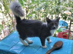 Lost Female Cat last seen West Blvd., Charlotte, NC 28208