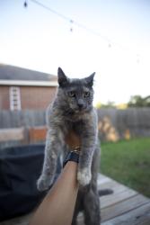 Lost Female Cat last seen Mustang Chase and Wilderness Oak, San Antonio, TX 78260