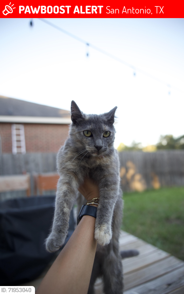 Lost Female Cat last seen Mustang Chase and Wilderness Oak, San Antonio, TX 78260