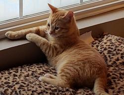 Lost Female Cat last seen 126th St. between 37 and Cumberland Rd. , Fishers, IN 46038