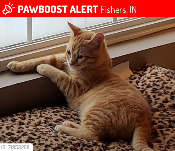 Lost Female Cat last seen 126th St. between 37 and Cumberland Rd. , Fishers, IN 46038