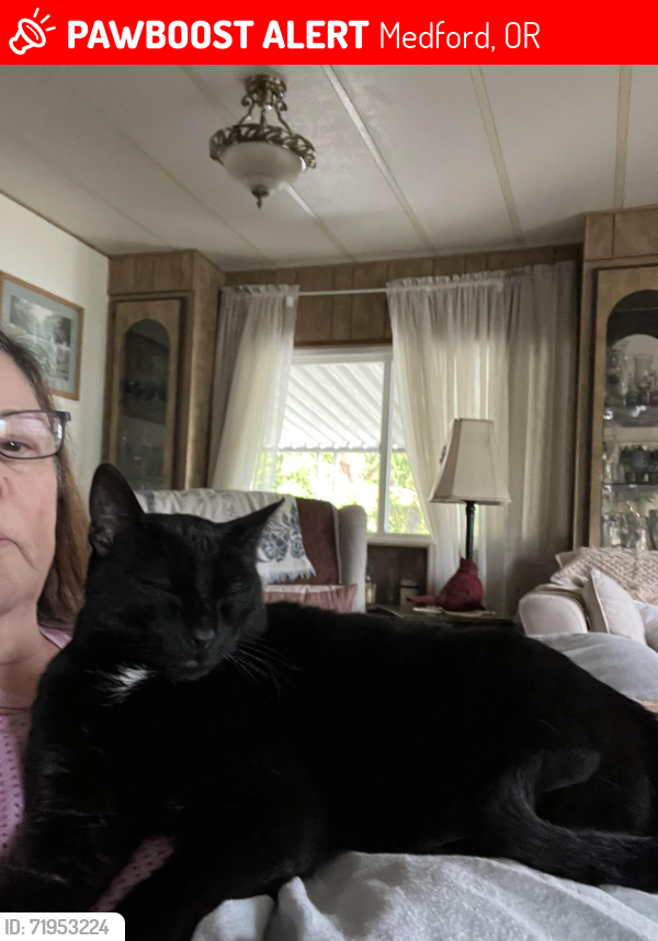 Lost Male Cat last seen Near Stearns way. Weldon Mobile Park, Medford, OR 97501