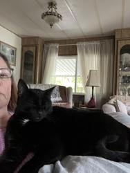 Lost Male Cat last seen Near Stearns way. Weldon Mobile Park, Medford, OR 97501