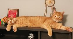 Lost Male Cat last seen North Kingood Forest, Houston, TX 77339