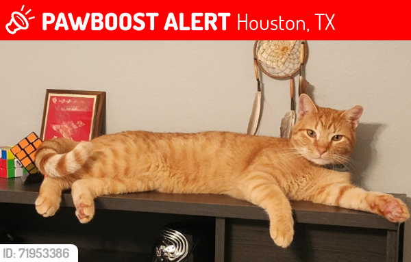 Lost Male Cat last seen North Kingood Forest, Houston, TX 77339