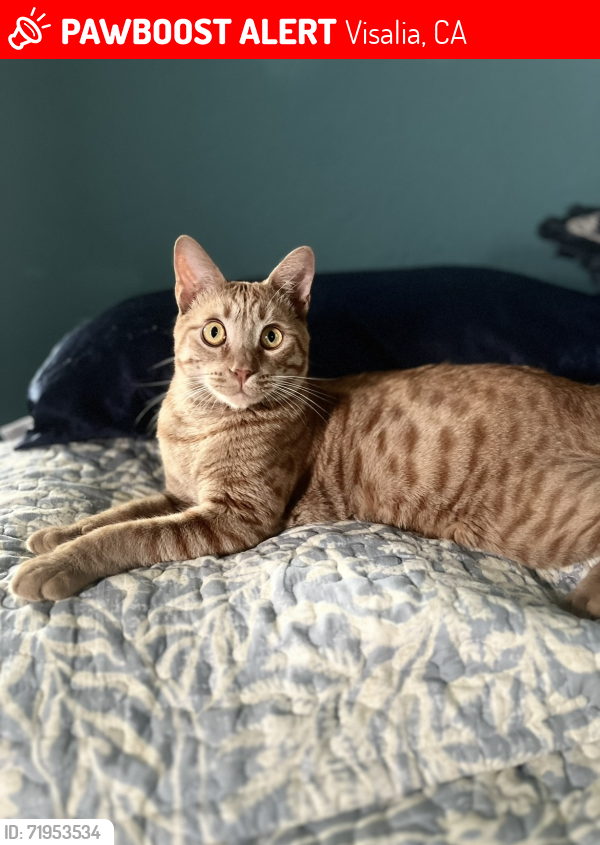 Lost Male Cat last seen Near W Leighson Ave Visalia, CA, Visalia, CA 93291