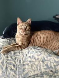 Lost Male Cat last seen Near W Leighson Ave Visalia, CA, Visalia, CA 93291