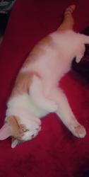 Lost Male Cat last seen Near goodwins mills rd waterbro maine, Waterboro, ME 04087