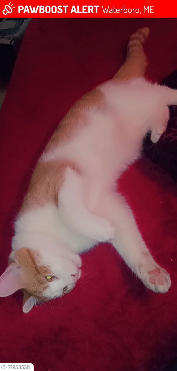 Lost Male Cat last seen Near goodwins mills rd waterbro maine, Waterboro, ME 04087