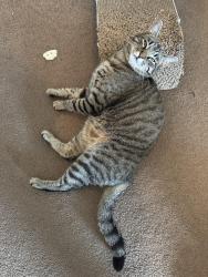 Lost Female Cat last seen Next to brasada , Bend, OR 97701