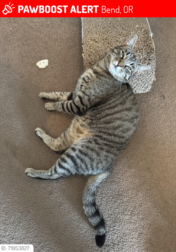Lost Female Cat last seen Next to brasada , Bend, OR 97701