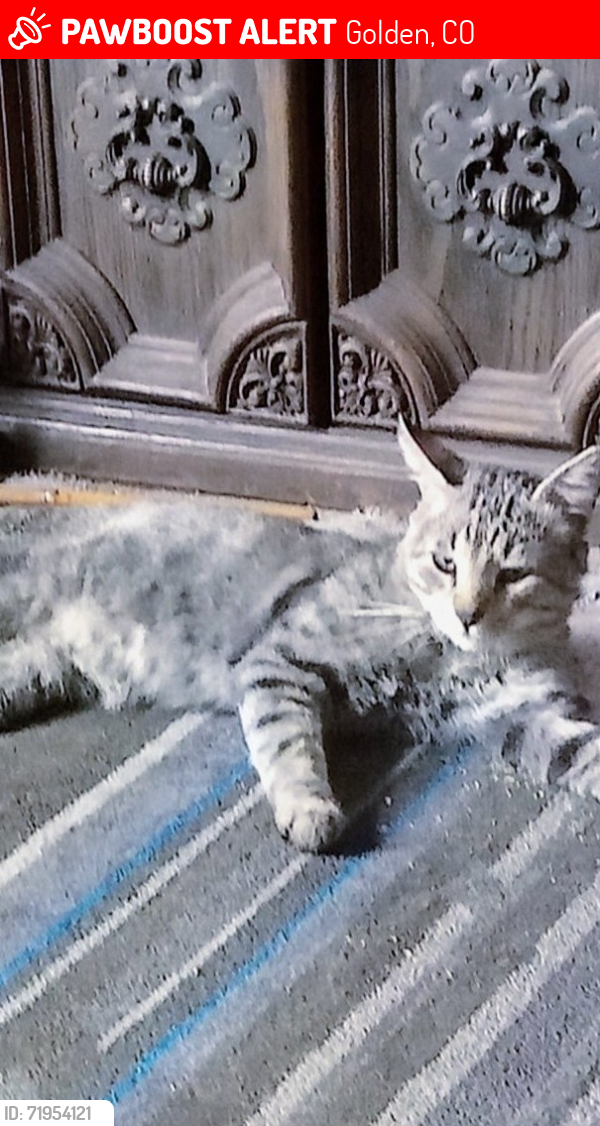 Lost Male Cat last seen Near s. Golden rd. Near Indiana & Colfax and across from Camp George West. , Golden, CO 80401