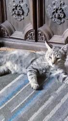 Lost Male Cat last seen Near s. Golden rd. Near Indiana & Colfax and across from Camp George West. , Golden, CO 80401