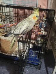 Lost Female Bird last seen Gage/plaska, Huntington Park, CA 90255