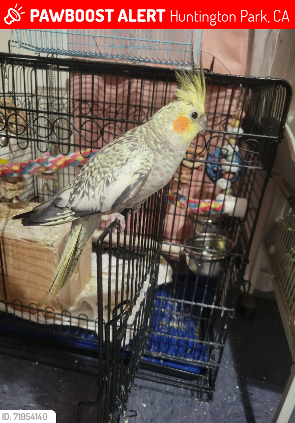 Lost Female Bird last seen Gage/plaska, Huntington Park, CA 90255