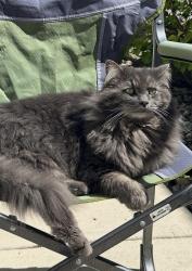 Lost Male Cat last seen Milligan DR, Okotoks, AB T1S 0E7