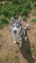 Reunited Male Dog last seen Bloomingdale West, Brandon, FL 33511
