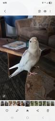 Lost Male Bird last seen Old Spanish Trail & Houghton, Tucson, AZ 85748