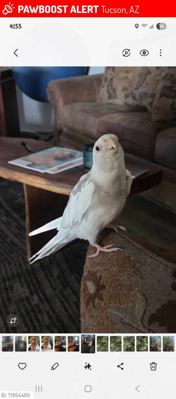 Lost Male Bird last seen Old Spanish Trail & Houghton, Tucson, AZ 85748