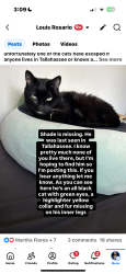 Lost Male Cat last seen State highway heading towards Texas, Tallahassee, FL 32301