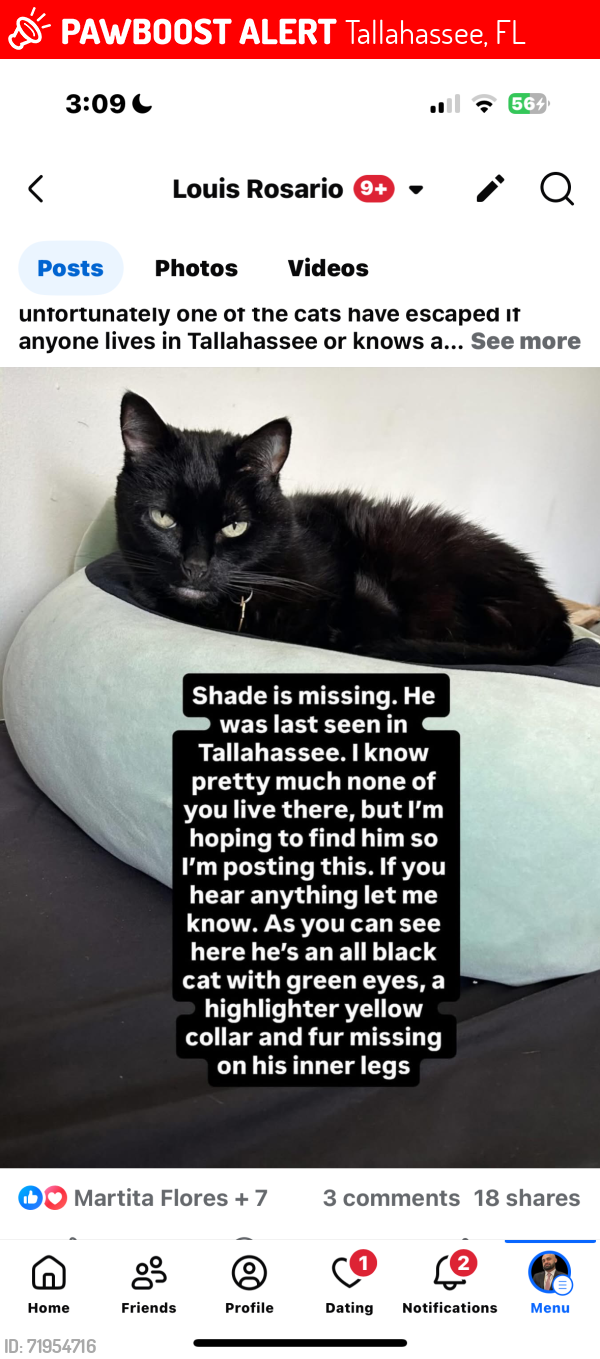 Lost Male Cat last seen State highway heading towards Texas, Tallahassee, FL 32301