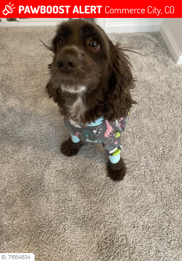 Lost Female Dog last seen Danube Ct and E 99th place, Commerce City, CO 80022