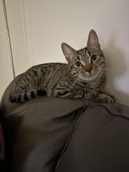 Lost Male Cat last seen Oaklands Avenue/Galliard Road, Greater London, England N9 7LL