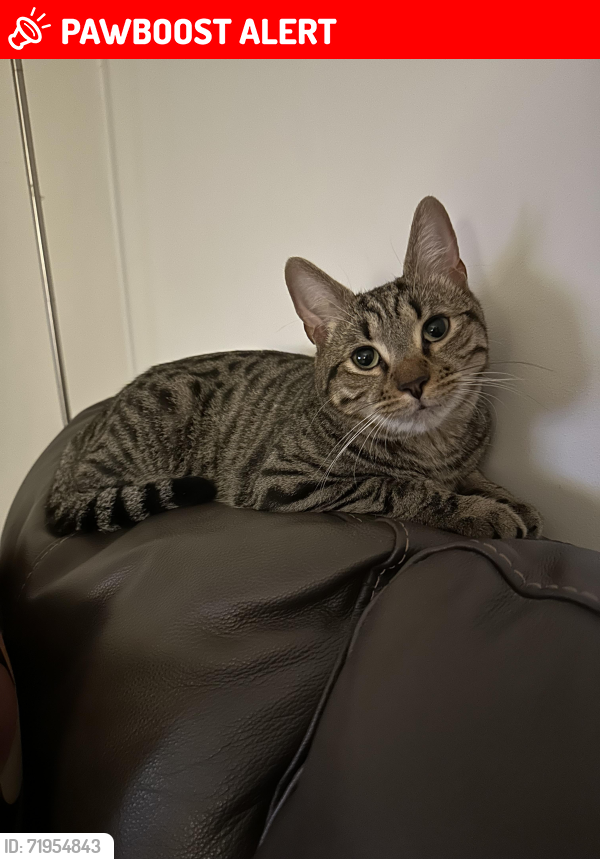 Lost Male Cat last seen Oaklands Avenue/Galliard Road, Greater London, England N9 7LL