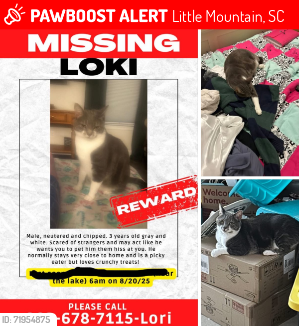 Lost Male Cat last seen Stevens Creek Rd. Near St Peter’s Church Rd or Loop Td, Little Mountain, SC 29075