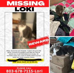 Lost Male Cat last seen Stevens Creek Rd. Near St Peter’s Church Rd or Loop Td, Little Mountain, SC 29075